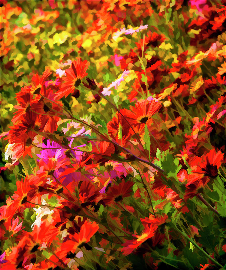 Impression of Fall Flowers Photograph by Robert Ullmann