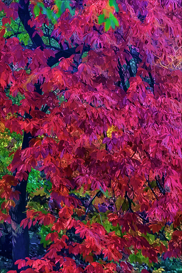 Impression of Fall Leaves and Trees  Photograph by Robert Ullmann