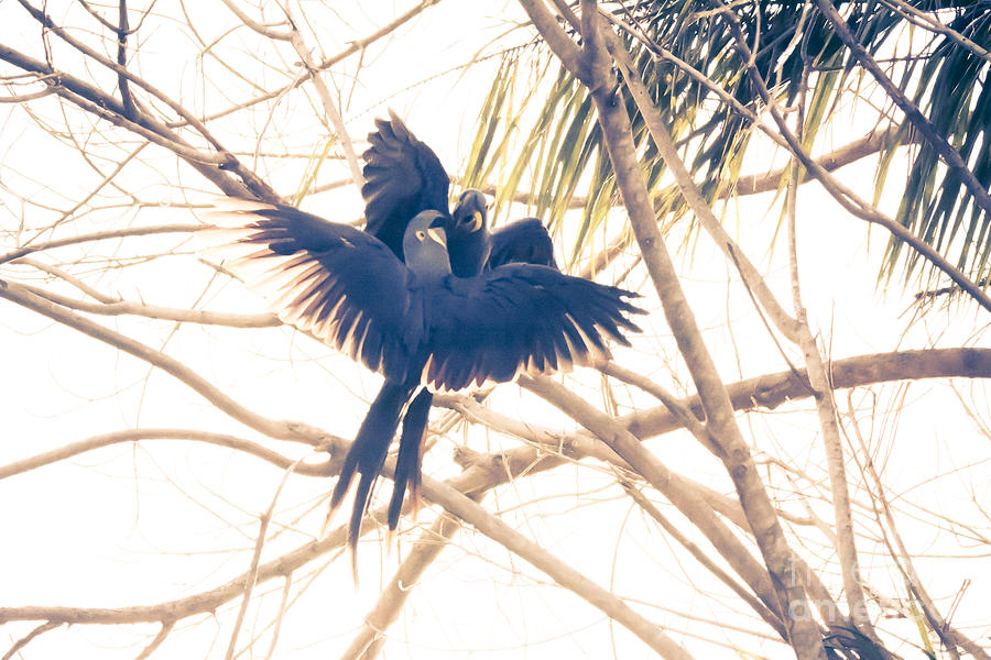 Impression of Hyacinth Macaws Photograph by Paulette Sinclair