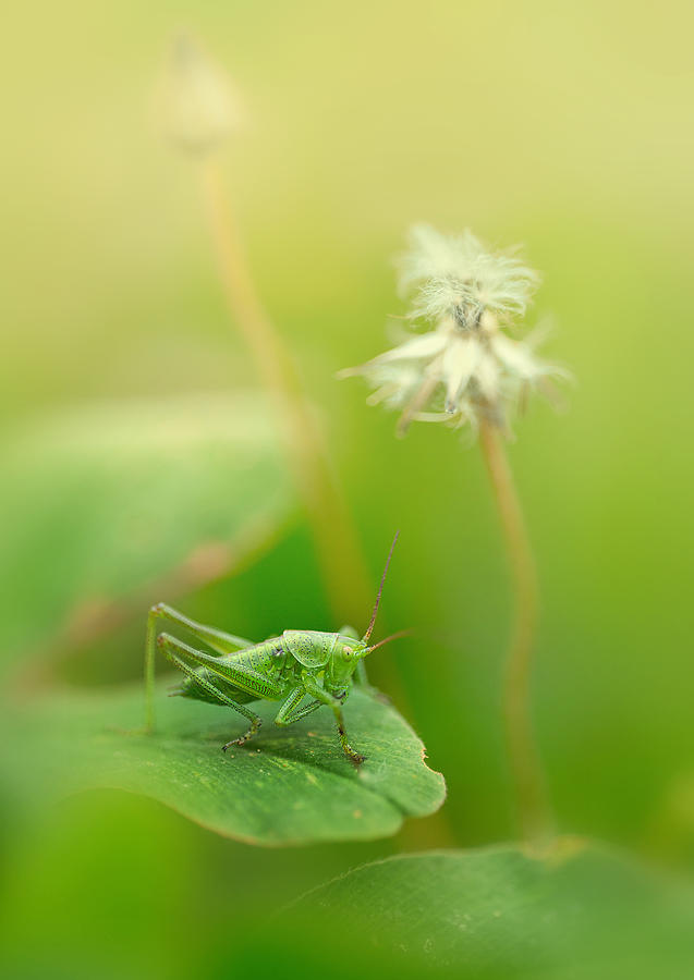 Up Movie Photograph - Impression with grasshopper by Jaroslaw Blaminsky