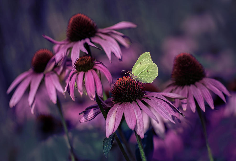 Impression with purple ehinacea Photograph by Jaroslaw Blaminsky