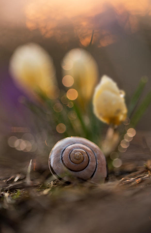 Impression with yellow crocuses and snail shell Photograph by Jaroslaw Blaminsky