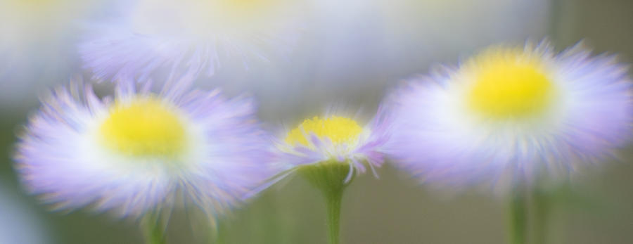 Impressionist Asters Photograph by Tracy Munson