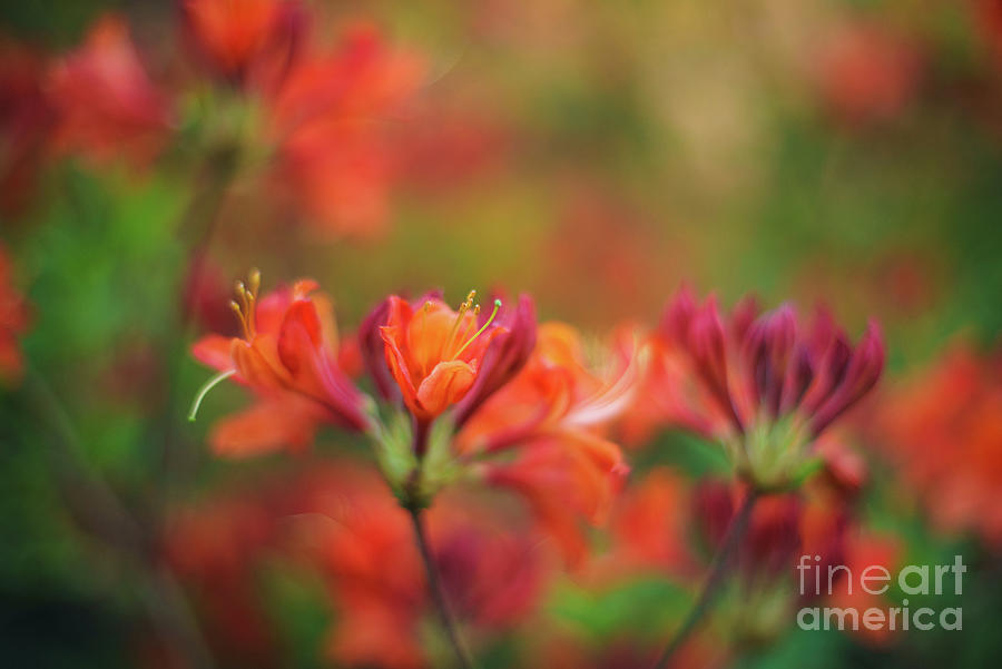 Impressionist Azaleas Colors Photograph by Mike Reid