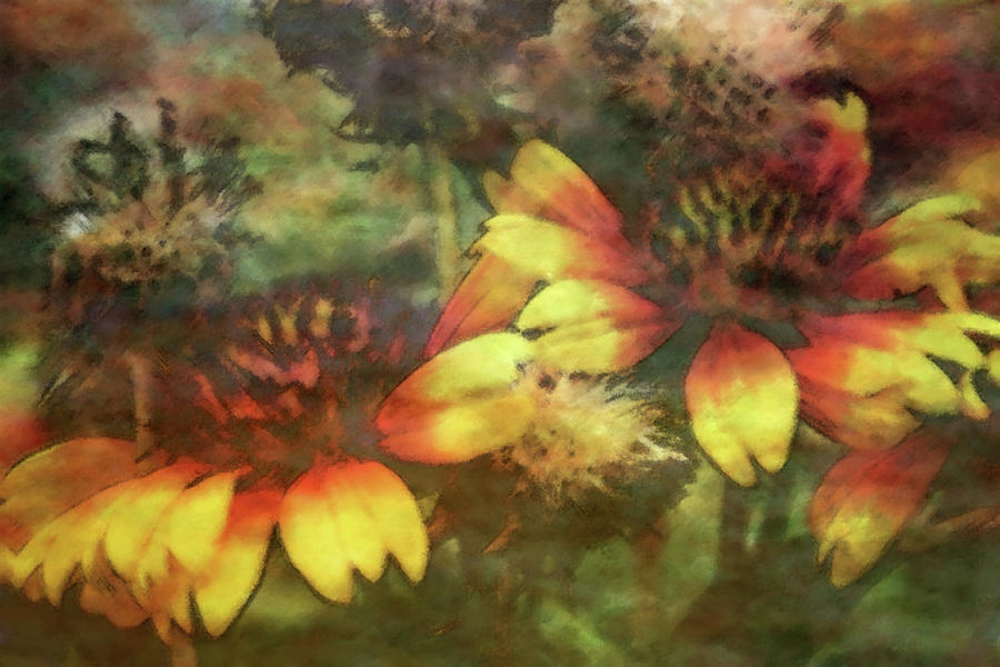 Impressionist Blanket Flowers 2597 IDP_2 Photograph by Steven Ward
