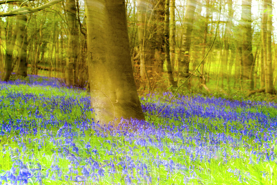 Impressionist Bluebell wood. Photograph by John Paul Cullen
