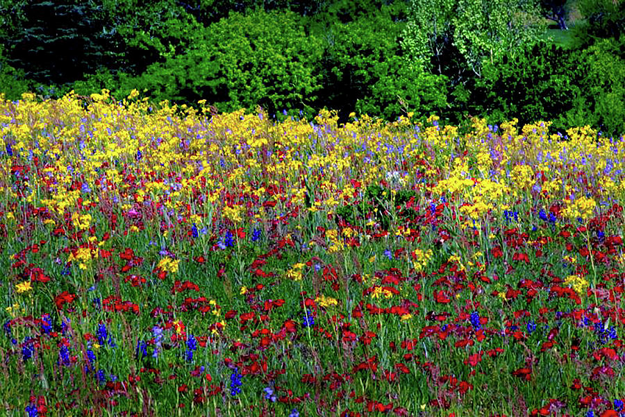 Impressionist Flower Patch Photograph by Gerard Harrison