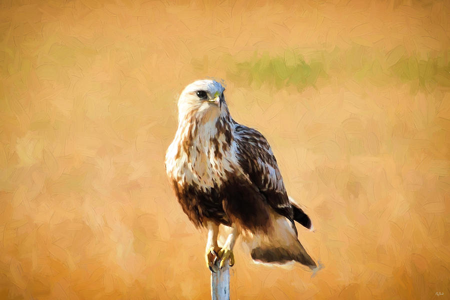 Impressionist Hawk Photograph by Greg Norrell