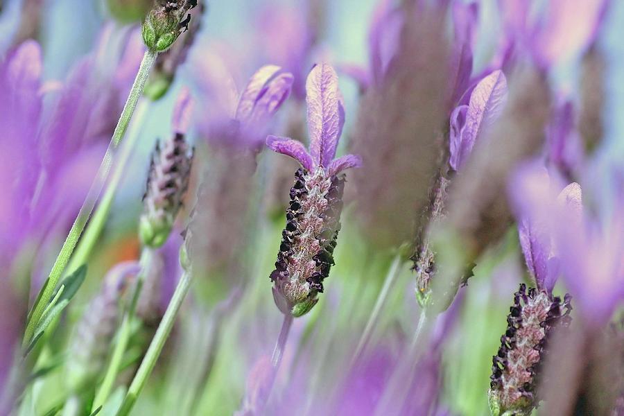Impressionist Lavender Photograph by Tony Brown