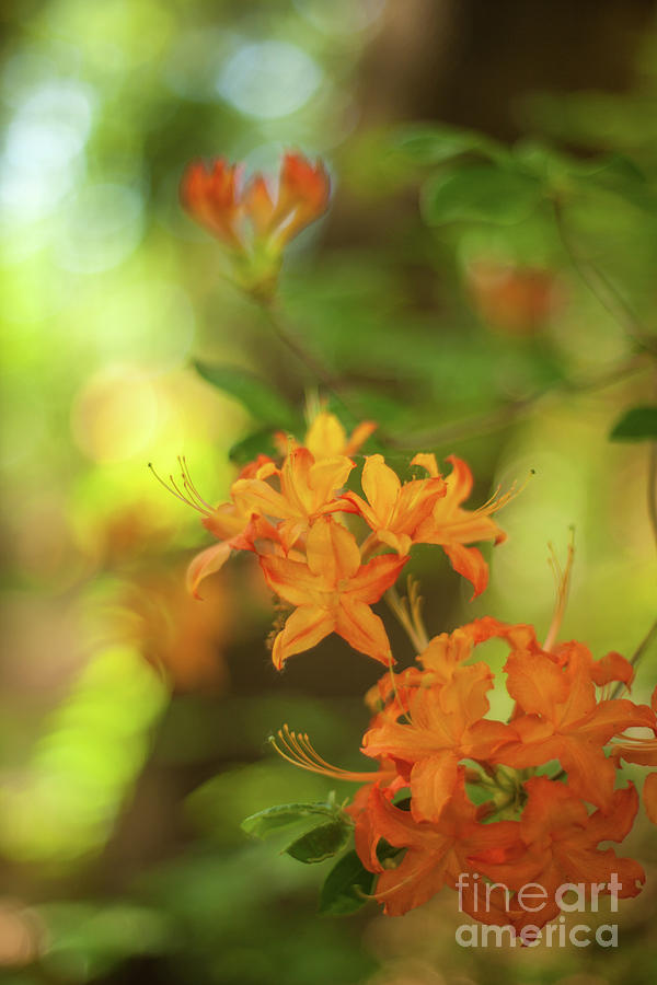 Impressionist Orange Azaleas Photograph by Mike Reid
