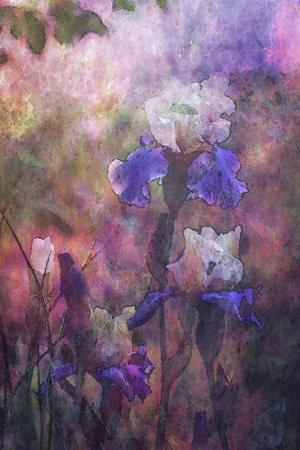 Impressionist Purple and White Irises 6647 IDP_2 Photograph by Steven Ward