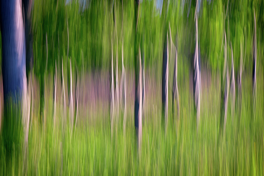 Abstract Photograph - Impressionist Trees by Rick Berk