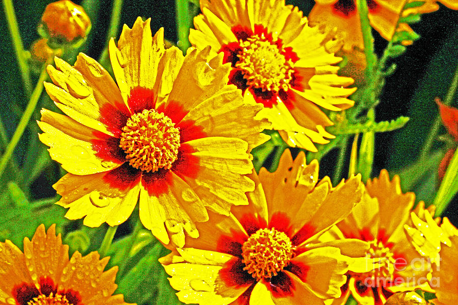 Impressionistic Blanket Flower Yellow and Red with dew Photograph by David Frederick