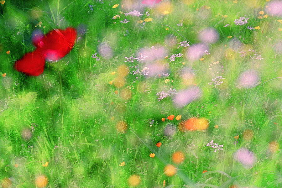 Impressionistic Blossom 5 at Britain Park Photograph by Dubi Roman