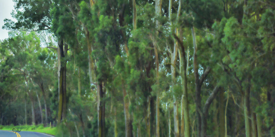 Sunset Photograph - Impressionistic Eucalyptus by Paulette B Wright