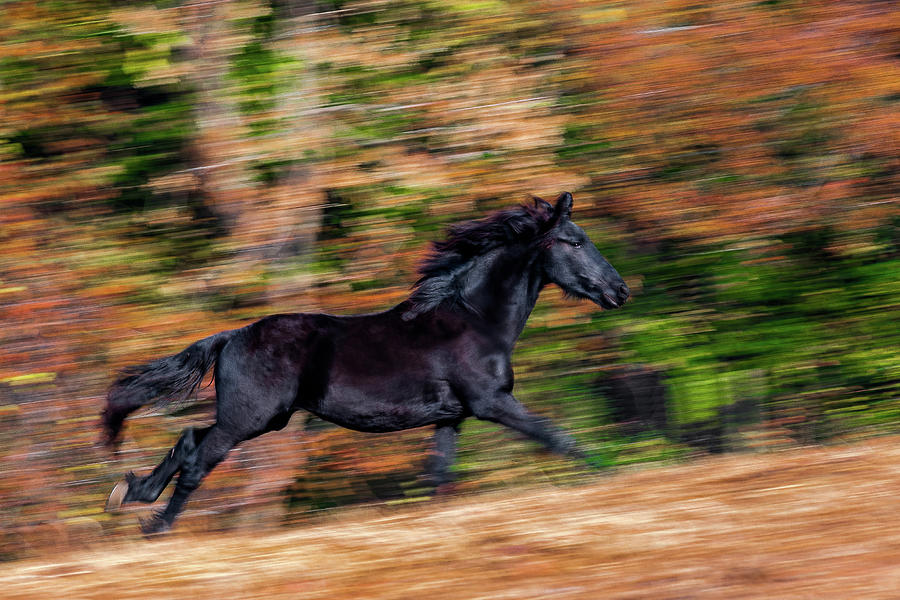 Impressionistic Friesian Photograph by Eric Albright