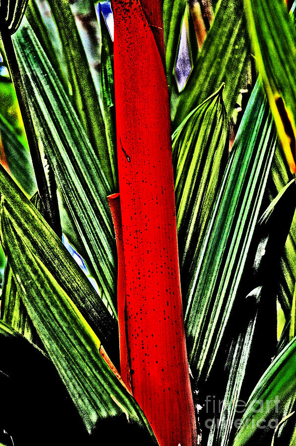 impressionistic Green leaves with Red stem Photograph by David