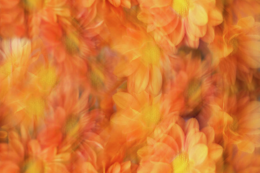 Impressionistic Mums Photograph by Cheryl Day