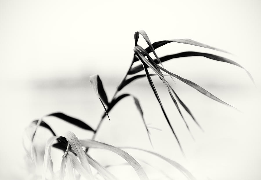 Black And White Photograph - Impressions Monochromatic by Tomasz Dziubinski