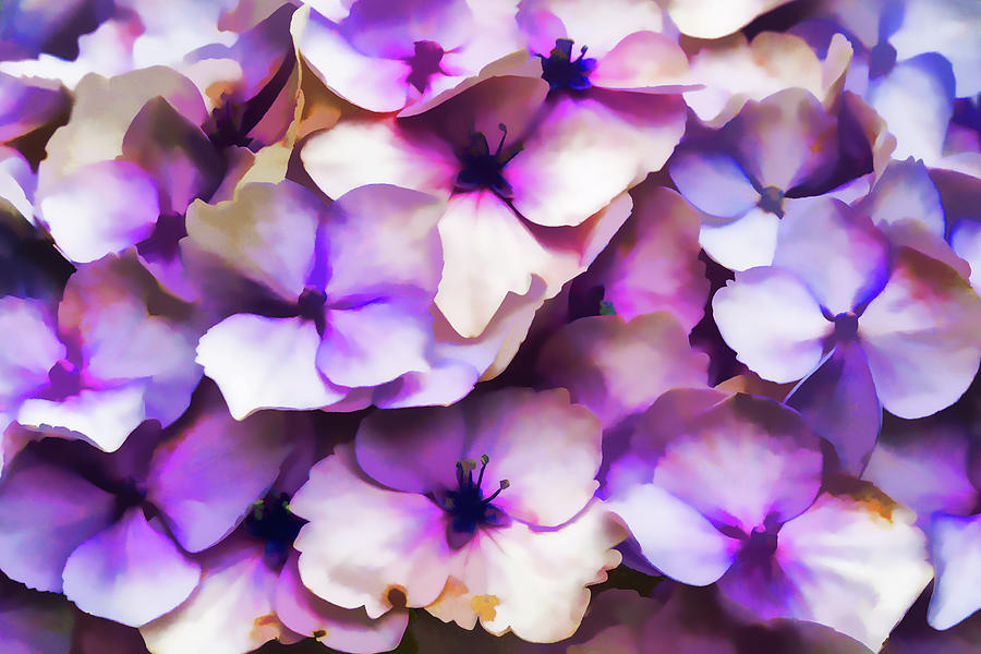 Impressions Of A Hydrangea Photograph by Steve Purnell