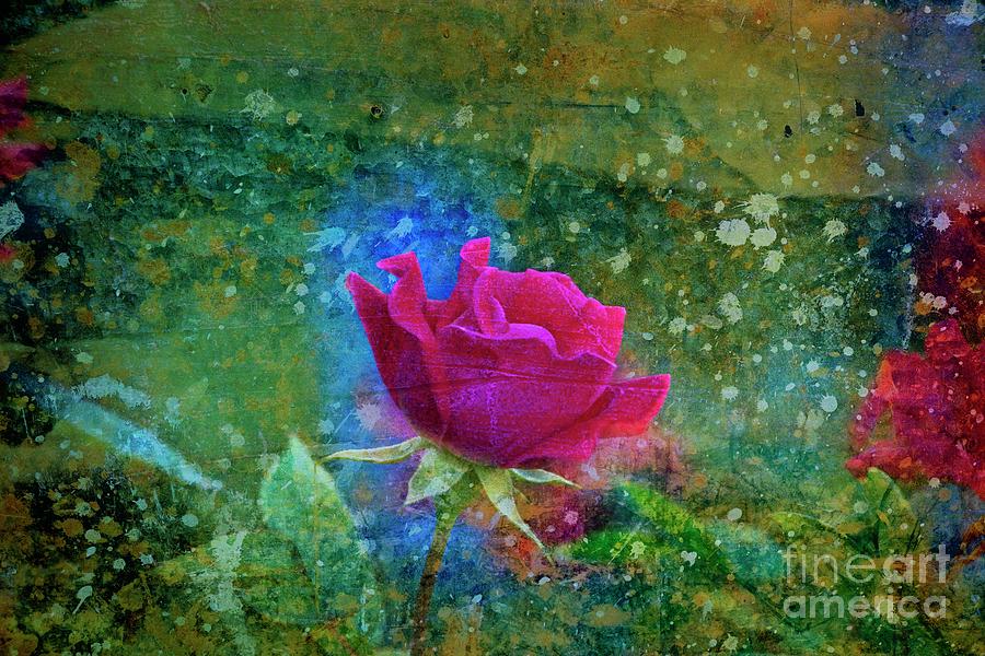 Impressions of a Rose Photograph by Mary Machare