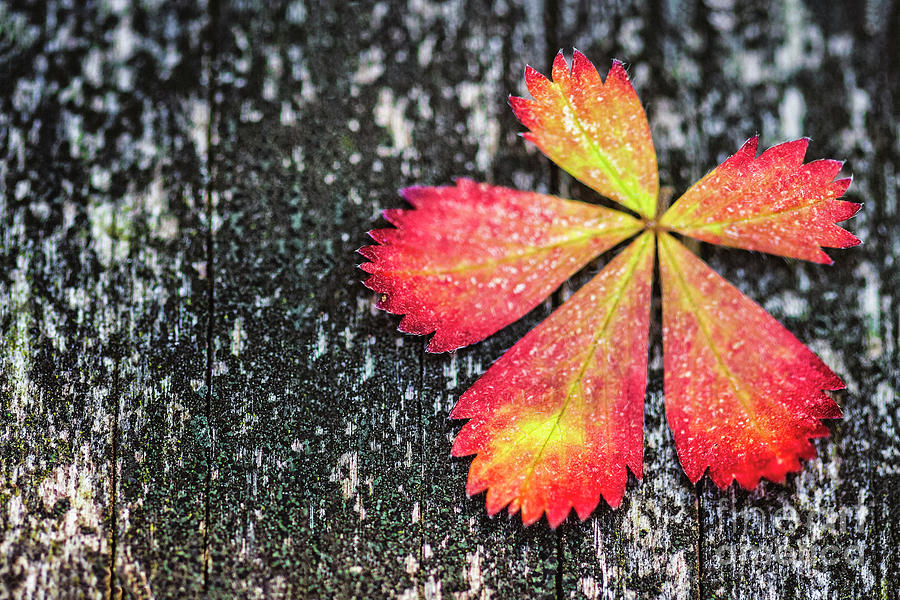Impressions of Autumn Photograph by Evelina Kremsdorf