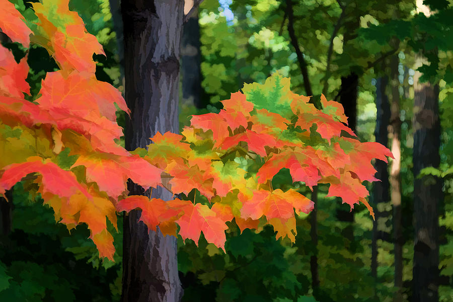 Impressions of Forests - The First Red Maple Leaves Digital Art by Georgia Mizuleva