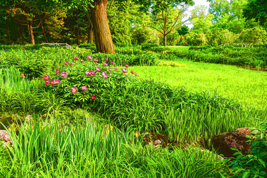 Impressions of Gardens - Lush Green and Blooming Peonies Digital Art by Georgia Mizuleva