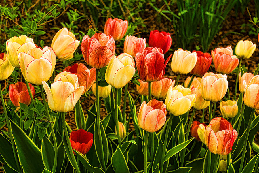 Impressions of Gardens - Particolored Vernal Tulips Painting by Georgia Mizuleva