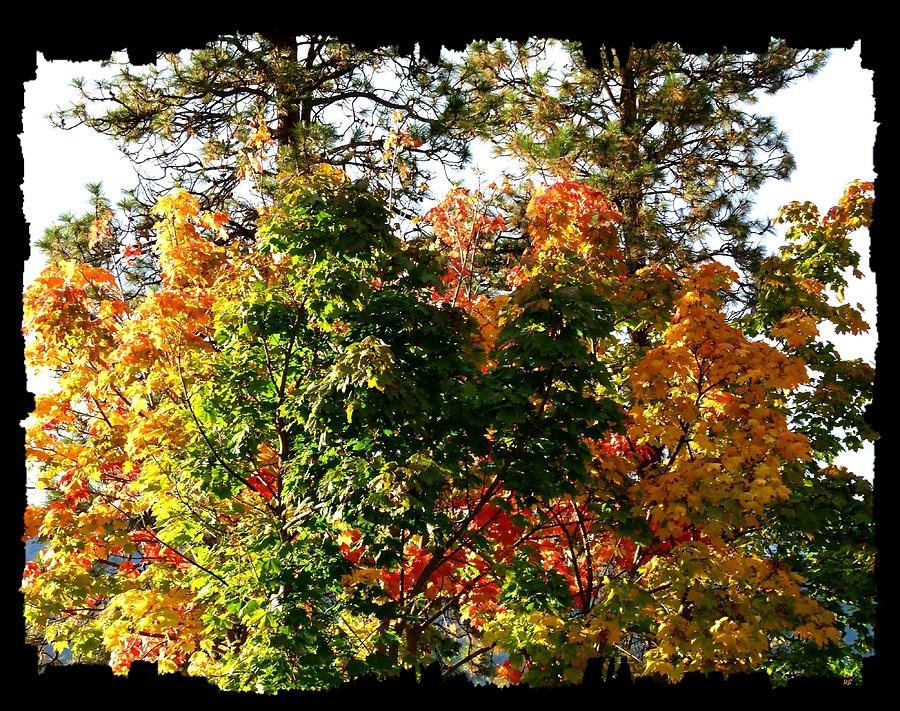 Impressive Fall Colors Photograph by Will Borden