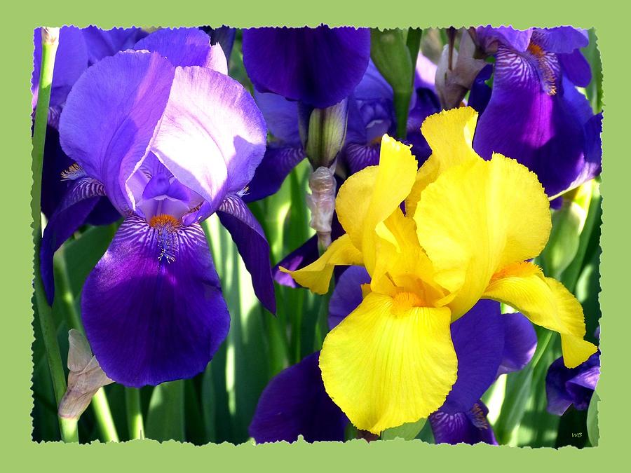 Flower Photograph - Impressive Irises by Will Borden