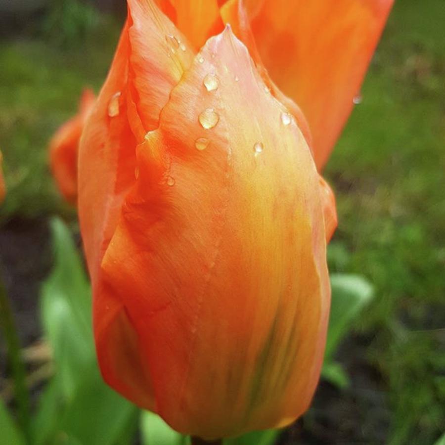 Tulip Photograph - In A Brief Pause Of The Rain A Took A by Dante Harker