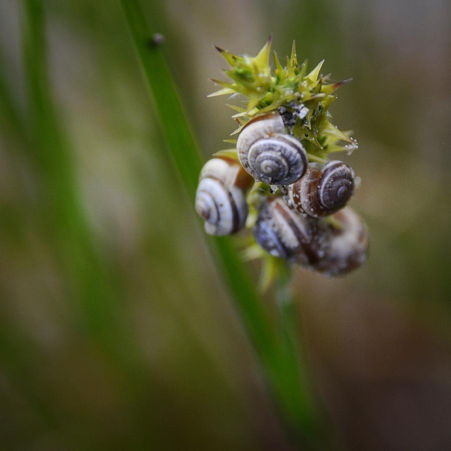 Snails In A Bunch Photograph by Adrian De Leon Art and Photography