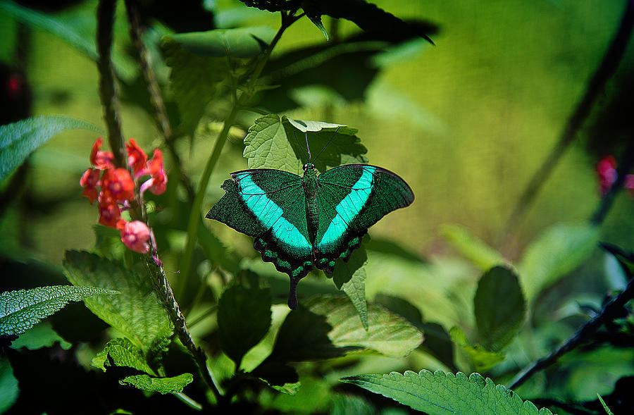 In a Butterfly World Photograph by Milena Ilieva