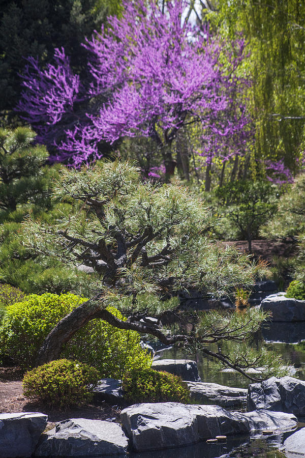 In A Japanese Garden Photograph by Morris McClung