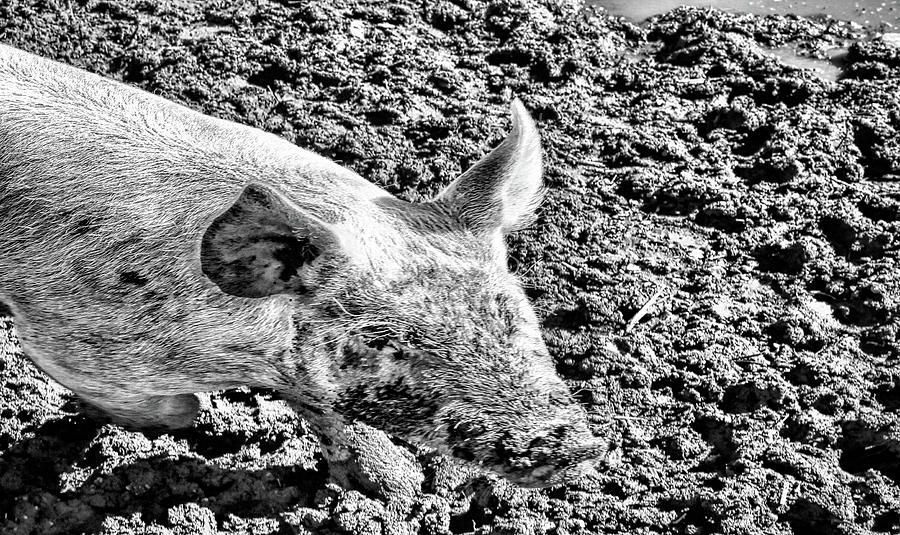 In A Pigs Eye Photograph