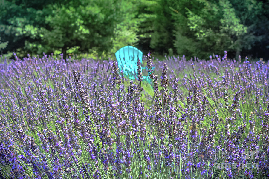 In a Sea of Lavender Photograph by Colleen Kammerer