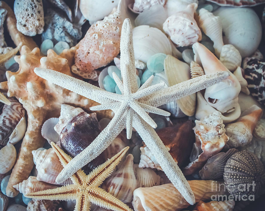In a Sea of Shells-  Photograph by Colleen Kammerer