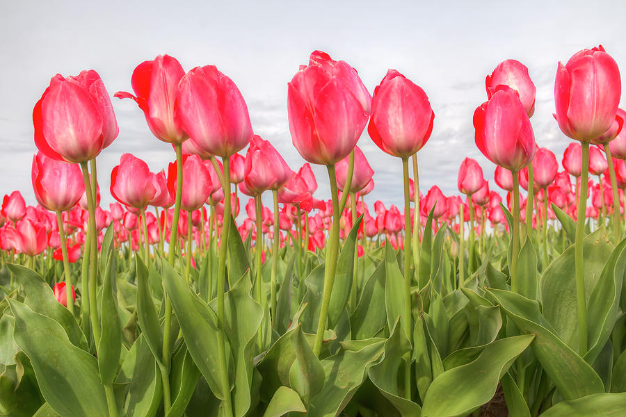 In a Sea of Tulips  Photograph by Kristina Rinell