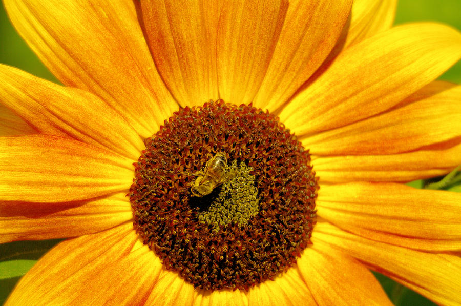In a sea of yellow and pollen Photograph by Jeff Swan