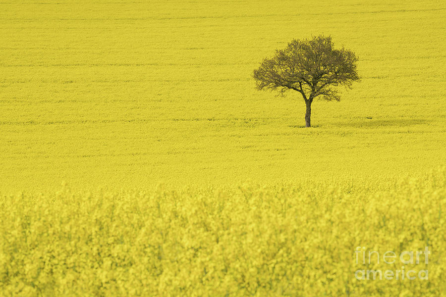 Flower Photograph - In a sea of yellow by Richard Thomas