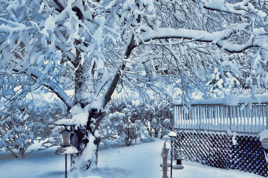 In a Snowy Dream Photograph by Mike Smale