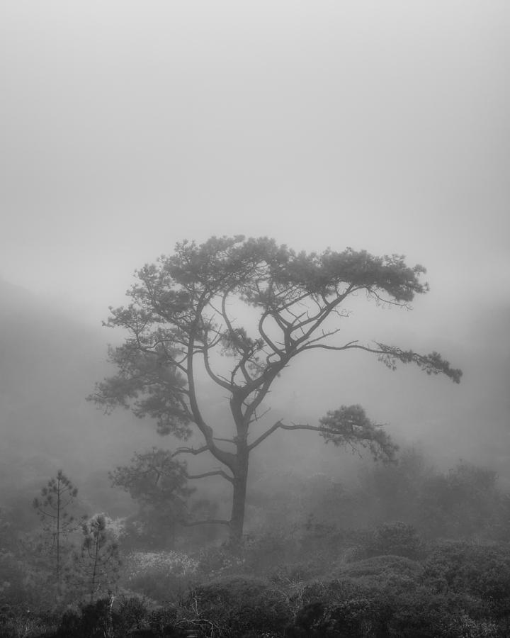 In A Soft Fog Photograph by Joseph Smith