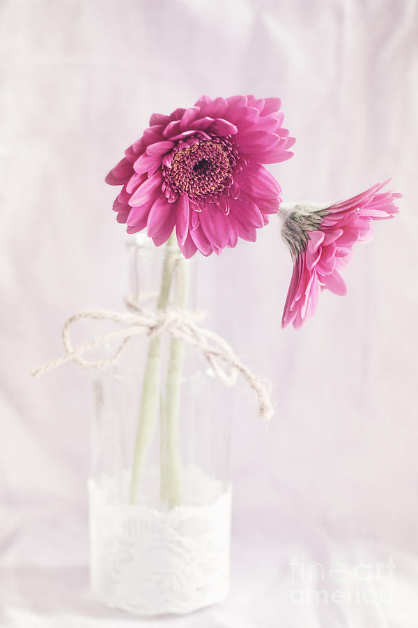In A Vase.. Photograph