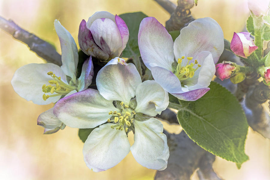 In Apple Blossom Time Photograph by Carol Senske