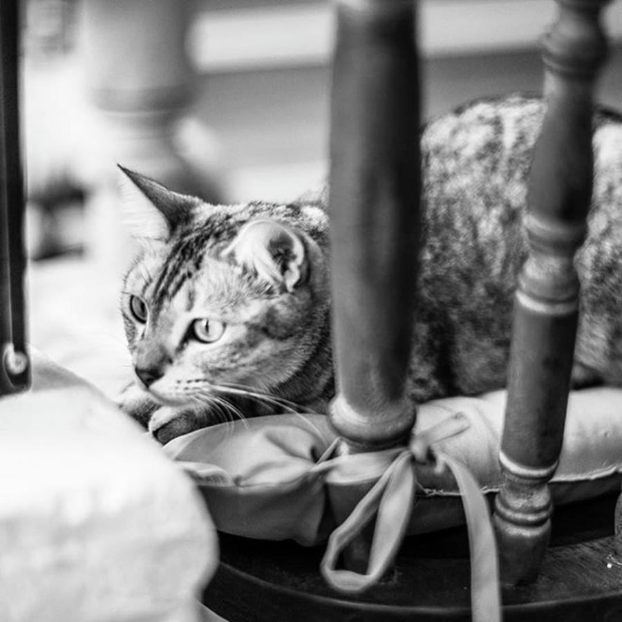 Cat Photograph - In Asia, They Have Cat Cafés, Where by Aleck Cartwright