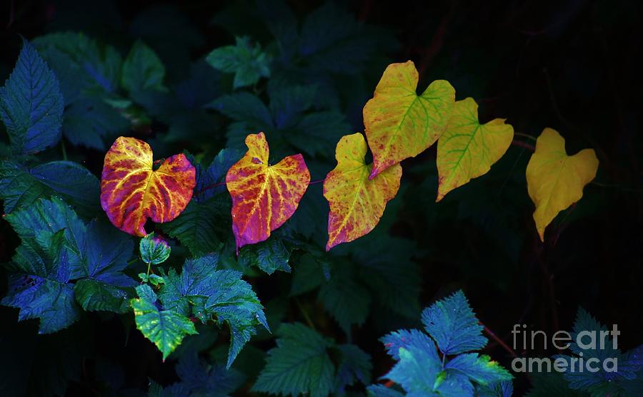 Fall Photograph - In Autumns Light by Craig Wood