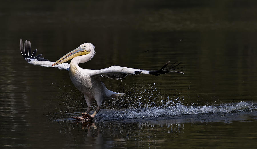 Pelican Photograph - In Balance by C.s.tjandra