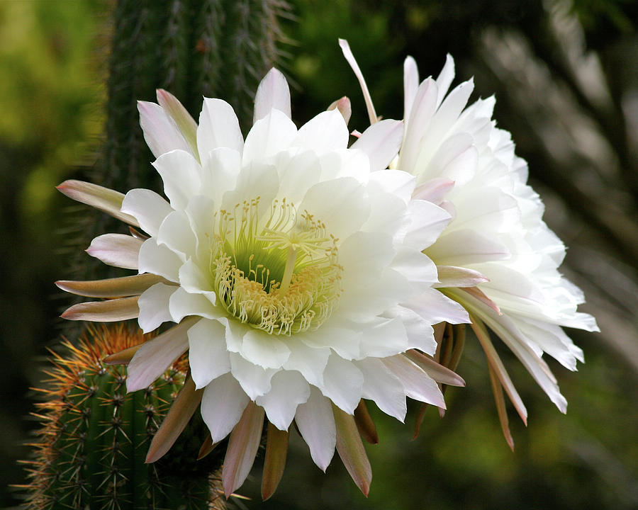 Cactus Blossoms Photograph by Melanie Alexandra Price