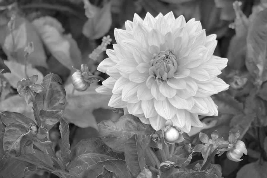 Black And White Photograph - In Bloom by Tom Reynen